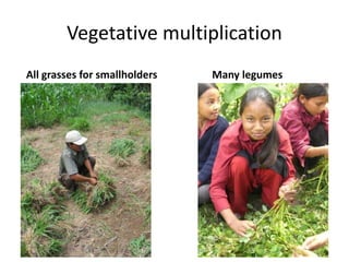 Vegetative multiplication
All grasses for smallholders Many legumes
 
