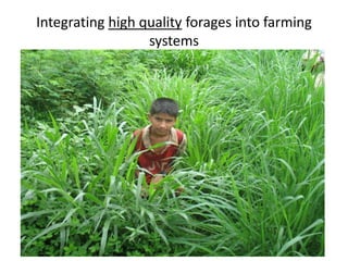 Integrating high quality forages into farming
systems
 