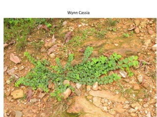 Natural resource management and forages