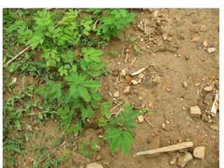 Natural resource management and forages