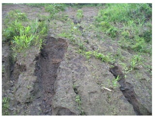 Natural resource management and forages