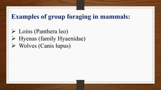 Examples of group foraging in mammals:
Loins (Panthera leo)
Hyenas (family Hyaenidae)
Wolves (Canis lupus)