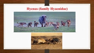 Hyenas (family Hyaenidae)