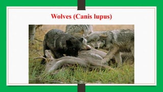 Wolves (Canis lupus)