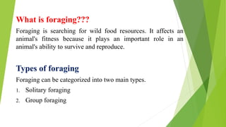 What is foraging???
Foraging is searching for wild food resources. It affects an
animal's fitness because it plays an important role in an
animal's ability to survive and reproduce.
Types of foraging
Foraging can be categorized into two main types.
1. Solitary foraging
2. Group foraging
