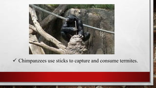  Chimpanzees use sticks to capture and consume termites.