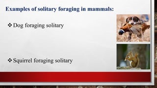 Examples of solitary foraging in mammals:
Dog foraging solitary
Squirrel foraging solitary