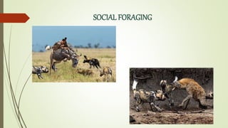 SOCIAL FORAGING
 