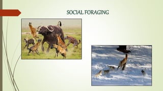 SOCIAL FORAGING
 