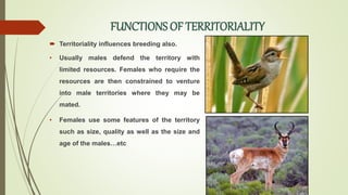FUNCTIONS OF TERRITORIALITY
 Territoriality influences breeding also.
• Usually males defend the territory with
limited resources. Females who require the
resources are then constrained to venture
into male territories where they may be
mated.
• Females use some features of the territory
such as size, quality as well as the size and
age of the males…etc
 