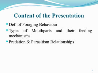 insect Foraging_Behaviour_Foraging_Behaviour | PPTX