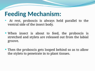 Stylet Insect insect Foraging_Behaviour_Foraging_Behaviour | PPTX