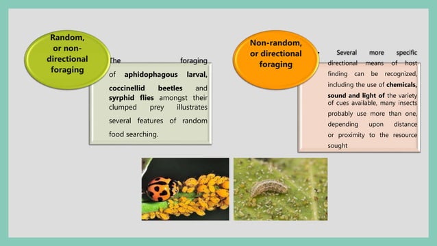 Foraging ecology- Optimal Foraging Theory.pptx