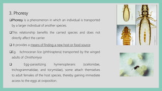 3. Phoresy
Phoresy is a phenomenon in which an individual is transported
by a larger individual of another species.
This relationship benefits the carried species and does not
directly affect the carrier
 It provides a means of finding a new host or food source
Eg. Ischnoceran lice (phthiraptera) transported by the winged
adults of Ornithomyia
 Egg-parasitizing hymenopterans (scelionidae,
trichogrammatidae, and torymidae), some attach themselves
to adult females of the host species, thereby gaining immediate
access to the eggs at oviposition.
 