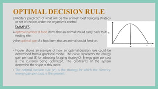 Model's prediction of what will be the animal's best foraging strategy
or set of choices under the organism's control
EXAMPLES
optimal number of food items that an animal should carry back to its
nesting site.
the optimal size of a food item that an animal should feed on.
◦ Figure, shows an example of how an optimal decision rule could be
determined from a graphical model. The curve represents the energy
gain per cost (E) for adopting foraging strategy X. Energy gain per cost
is the currency being optimized. The constraints of the system
determine the shape of this curve.
◦ The optimal decision rule (x*) is the strategy for which the currency,
energy gain per costs, is the greatest.
 