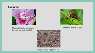 Examples
Malaysian mantid Hymenopus
bicornis resembling orchid
Robber fly waiting for prey
Antlion waiting for prey in pits
 