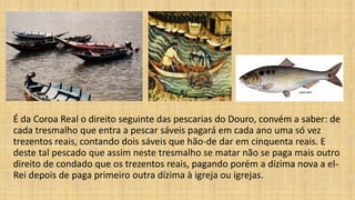 É da Coroa Real o direito seguinte das pescarias do Douro, convém a saber: de
cada tresmalho que entra a pescar sáveis pagará em cada ano uma só vez
trezentos reais, contando dois sáveis que hão-de dar em cinquenta reais. E
deste tal pescado que assim neste tresmalho se matar não se paga mais outro
direito de condado que os trezentos reais, pagando porém a dízima nova a el-
Rei depois de paga primeiro outra dízima à igreja ou igrejas.
 