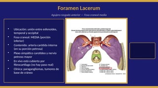 Formane Rasgado Anatomía y Relevancia Clínica de los Forámenes Craneales en Diagnóstico ...
