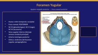 Formane Rasgado Anatomía y Relevancia Clínica de los Forámenes Craneales en Diagnóstico ...