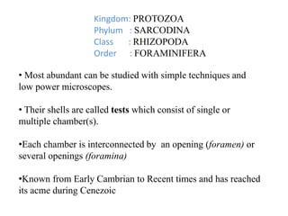 Kingdom: PROTOZOA
Phylum : SARCODINA
Class : RHIZOPODA
Order : FORAMINIFERA
• Most abundant can be studied with simple techniques and
low power microscopes.
• Their shells are called tests which consist of single or
multiple chamber(s).
•Each chamber is interconnected by an opening (foramen) or
several openings (foramina)
•Known from Early Cambrian to Recent times and has reached
its acme during Cenezoic
 