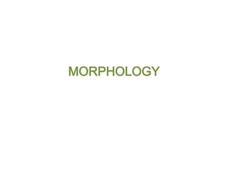 MORPHOLOGY
 