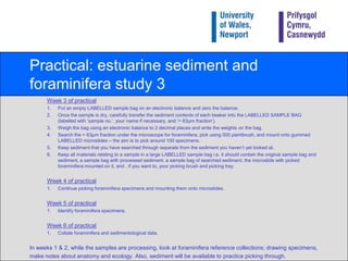 Practical: estuarine sediment and foraminifera study 3Week 3 of practicalPut an empty LABELLED sample bag on an electronic balance and zero the balance.Once the sample is dry, carefully transfer the sediment contents of each beaker into the LABELLED SAMPLE BAG (labelled with ‘sample no.’, your name if necessary, and ‘> 63μm fraction’).Weigh the bag using an electronic balance to 2 decimal places and write the weights on the bag.Search the > 63μm fraction under the microscope for foraminifera, pick using 000 paintbrush, and mount onto gummed LABELLED microslides – the aim is to pick around 100 specimens.Keep sediment that you have searched through separate from the sediment you haven’t yet looked at.Keep all materials relating to a sample in a large LABELLED sample bag i.e. it should contain the original sample bag and sediment, a sample bag with processed sediment, a sample bag of searched sediment, the microslide with picked foraminifera mounted on it, and , if you want to, your picking brush and picking tray.Week 4 of practicalContinue picking foraminifera specimens and mounting them onto microslides.Week 5 of practicalIdentify foraminifera specimens.Week 6 of practicalCollate foraminifera and sedimentological data.In weeks 1 & 2, while the samples are processing, look at foraminifera reference collections; drawing specimens,make notes about anatomy and ecology. Also, sediment will be available to practice picking through.