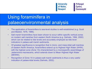Using foraminifera in palaeoenvironmental analysisThe application of foraminifera to sea-level studies is well-established (e.g. Scott and Medioli, 1978, 1986).Salt marsh foraminifera have been shown to occur within specific vertical zones on modern salt marshes from eastern North America (e.g. Gehrels, 1994, 2000) which can be related to tide levels and accurately employed as tide level indicators in palaeo-salt marsh sediments.Of greatest significance is recognition that in micro- and meso-tidal salt marshes of eastern North America, foraminifera extend up to Highest High Water (HHW), with the highest zone (Zone 1A) characterised by a monospecific assemblage of Jadamminamacrescens, which extends down to Mean Highest High Water (MHHW).Recognition of Zone 1A in palaeo-salt marsh sediments is thus a very useful indication of palaeo-tidal levels (Gehrels, 2002).