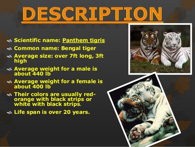 What are some Bengal tiger adaptations?