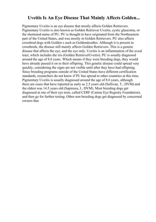Uveitis Is An Eye Disease That Mainly Affects Golden...
Pigmentary Uveitis is an eye disease that mostly affects Golden Retrievers.
Pigmentary Uveitis is also known as Golden Retriever Uveitis, cystic glaucoma, or
the shortened name of PU. PU is thought to have originated from the Northeastern
part of the United States, and was mostly in Golden Retrievers. PU also affects
crossbred dogs with Golden s such as Goldendoodles. Although it is present in
crossbreds, the disease still mainly affects Golden Retrievers. This is a genetic
disease that affects the eye, and the eye only. Uveitis is an inflammation of the uveal
tract, which includes the iris (Golden RetrieverUveitis). PU is usually diagnosed
around the age of 8.6 years. Which means if they were breeding dogs, they would
have already passed it on to their offspring. This genetic disease could spread very
quickly, considering the signs are not visible until after they have had offspring.
Since breeding programs outside of the United States have different certification
standards, researchers do not know if PU has spread to other countries at this time.
Pigmentary Uveitis is usually diagnosed around the age of 8.6 years, although
there are cases that have reported as early as 2.5 years old (Sullivan, T., DVM) and
the oldest was 14.5 years old (Sapienza, J., DVM). Most breeding dogs get
diagnosed at one of their eye tests, called CERF (Canine Eye Registry Foundation),
and then go for further testing. Other non breeding dogs get diagnosed by concerned
owners that
 