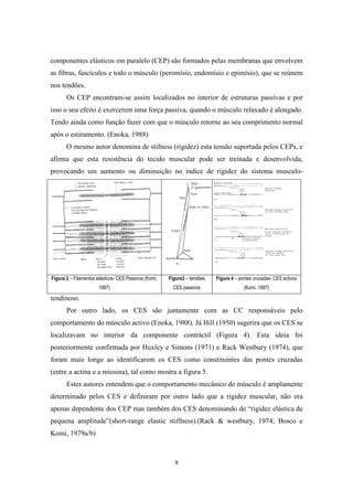 9
componentes elásticos em paralelo (CEP) são formados pelas membranas que envolvem
as fibras, fascículos e todo o músculo (peromísio, endomísio e epimísio), que se reúnem
nos tendões.
Os CEP encontram-se assim localizados no interior de estruturas passivas e por
isso o seu efeito é exercerem uma força passiva, quando o músculo relaxado é alongado.
Tendo ainda como função fazer com que o músculo retorne ao seu comprimento normal
após o estiramento. (Enoka, 1988)
O mesmo autor denomina de stifness (rigidez) esta tensão suportada pelos CEPs, e
afirma que esta resistência do tecido muscular pode ser treinada e desenvolvida,
provocando um aumento ou diminuição no índice de rigidez do sistema musculo-
tendinoso.
Por outro lado, os CES são juntamente com as CC responsáveis pelo
comportamento do músculo activo (Enoka, 1988). Já Hill (1950) sugerira que os CES se
localizavam no interior da componente contráctil (Figura 4). Esta ideia foi
posteriormente confirmada por Huxley e Simons (1971) e Rack Westbury (1974), que
foram mais longe ao identificarem os CES como constituintes das pontes cruzadas
(entre a actina e a miosina), tal como mostra a figura 5.
Estes autores entendem que o comportamento mecânico do músculo é amplamente
determinado pelos CES e definiram por outro lado que a rigidez muscular, não era
apenas dependente dos CEP mas também dos CES denominando de “rigidez elástica de
pequena amplitude”(short-range elastic stiffness).(Rack & westbury, 1974; Bosco e
Komi, 1979a/b)
Figura 2 – Filamentos elásticos- CES Passivos (Komi,
1997)
Figura3 – tendões
CES passivos
Figura 4 – pontes cruzadas- CES activos
(Komi, 1997)
 