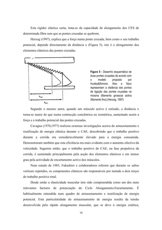 10
Esta rigidez elástica curta, trata-se da capacidade de alongamento dos CES de
determinada fibra sem que as pontes cruzadas se quebrem.
Herzog (1997), explica que a força numa ponte cruzada, bem como o seu trabalho
potencial, depende directamente da distância x (Figura 5), isto é o alongamento dos
elementos elásticos das pontes cruzadas.
Segundo o mesmo autor, quando um músculo activo é estirado, a distância x
torna-se maior do que numa contracção concêntrica ou isométrica, aumentado assim a
força e o trabalho potencial das pontes cruzadas.
Cavagna (1970,1977) realizou extensas investigações acerca do armazenamento e
reutilização de energia elástica durante o CAE, descobrindo que o trabalho positivo
durante a corrida era consideravelmente elevado para a energia consumida.
Demonstraram também que esta eficiência era mais evidente com o aumento efectivo da
velocidade. Sugerem então, que o trabalho positivo do CAE, na fase propulsiva da
corrida, é sustentado principalmente pela acção dos elementos elásticos e em menor
grau pela actividade de encurtamento activo dos músculos.
Num estudo de 1983, Fukashiro e colaboradores referem que durante os saltos
verticais repetidos, os componentes elásticos são responsáveis por metade a dois terços
do trabalho positivo total.
Desde então a elasticidade muscular tem sido compreendida como um dos mais
relevantes factores de potenciação do Ciclo Alongamento-Encurtamento. É
habitualmente entendida num quadro de armazenamento e reutilização de energia
potencial. Esta particularidade do armazenamento de energia resulta da tensão
desenvolvida pelo rápido alongamento muscular, que se deve à energia cinética,
Figura 5 - Desenho esquemático de
duas pontes cruzadas de acordo com
o modelo proposto por
Huxley&Simons. Xiso e Xecc
representam a distância dos pontos
de ligação das pontes cruzadas na
miosina (filamento grosso)e actina
(filamento fino).(Herzog, 1997)
 