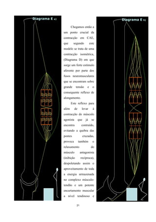 21
Chegamos então a
um ponto crucial da
contracção em CAE,
que segundo este
modelo se trata de uma
contracção isométrica,
(Diagrama D) em que
surge um forte estímulo
aferente por parte dos
fusos neuromusculares
que se encontram sobre
grande tensão e o
consequente reflexo de
alongamento.
Este reflexo para
além de levar à
contracção do músculo
agonista que já se
encontra contraído,
evitando a quebra das
pontes cruzadas,
provoca também o
relaxamento do
músculo antagonista
(inibição recíproca),
despoletando assim o
aproveitamento de toda
a energia armazenada
no complexo músculo-
tendão e um potente
encurtamento muscular
a nível tendinoso e
Diagrama E a)
T = 200 ms
Diagrama E b)
T = 200 ms
 