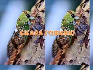 Cicada (Tibicen) 