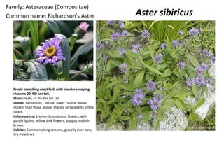 Family: Asteraceae (Compositae)
Common name: Richardson’s Aster                            Aster sibiricus




   http://www.stewo.no/stauder_a2.htm


  Freely branching erect forb with slender creeping
  rhizome 20-40+ cm tall.
  Stems: leafy, to 20-40+ cm tall.
  Leaves: Lanceolate, sessile, lower cauline leaves
  shorter than those above, sharply serratede to entire,
  ciliate.
  Inflorescence: 1-several compound flowers, with
  purple ligules, yellow disk flowers, pappus reddish
  brown.
  Habitat: Common along streams, gravelly river bars,
  dry meadows.
 