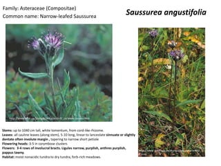 Family: Asteraceae (Compositae)
Common name: Narrow-leafed Saussurea
                                                                                       Saussurea angustifolia




     http://www.mun.ca/biology/delta/arcticf/_ca/www/assaan.htm


Stems: up to 1040 cm tall, white tomentum, from cord-like rhizome.
Leaves: all cauline leaves (along stem), 5-10 long, linear to lanceolate sinnuate or slightly
dentate often involute margin , tapering to narrow short petiole
Flowering heads: 3-5 in corymbose clusters
Flowers: 3-4 rows of involucral bracts. Ligules narrow, purplish, anthres purplish,
                                                                                              http://www.saxifraga.de/europa/gesamtartenlist
pappus tawny.                                                                                 e.html
Habitat: moist nonacidic tundra to dry tundra, forb-rich meadows.
 