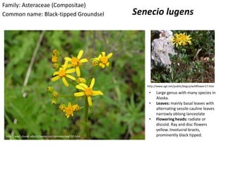 Family: Asteraceae (Compositae)
Common name: Black-tipped Groundsel                    Senecio lugens




                                                          http://www.agt.net/public/begca/wildflower17.htm

                                                           •    Large genus with many species in
                                                                Alaska.
                                                           •    Leaves: mainly basal leaves with
                                                                alternating sessile cauline leaves
                                                                narrowly oblong lanceolate
                                                           •    Flowering heads: radiate or
                                                                discoid. Ray and disc flowers
                                                                yellow. Involucral bracts,
 http://ww1.clunet.edu/cr/waterton/common/wgf-55.htm            prominently black tipped.
 
