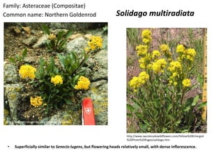Family: Asteraceae (Compositae)
Common name: Northern Goldenrod                                Solidago multiradiata




http://jcsemple.uwaterloo.ca/goldenrod_figs.htm



                                                                      http://www.swcoloradowildflowers.com/Yellow%20Enlarged
                                                                      %20Photo%20Pages/solidago.htm

 •    Superficially similar to Senecio lugens, but flowering heads relatively small, with dense inflorescence.
 