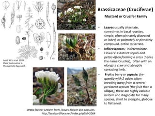 Brassicaceae (Cruciferae)
                                                                                        Mustard or Crucifer Family

                                                                                    •   Leaves usually alternate,
                                                                                        sometimes in basal rosettes,
                                                                                        simple, often pinnately dissected
                                                                                        or lobed, or palmately or pinnately
                                                                                        compound, entire to serrate.
                                                                                    •   Inflorescences: indeterminate.
                                                                                        Flowers: 4 distinct sepals and
                                                                                        petals often forming a cross (hence
Judd, W.S. et al. 1999.
Plant Systematics: A
                                                                                        the name Crucifer), often with an
Phylogenetic Approach.                                                                  elongate claw and abruptly
                                                                                        spreading limb.
                                                                                    •    Fruit a berry or capsule, fre-
                                                                                        quently with 2 valves often
                                                                                        breaking away from a central
                                                                                        persistent septum (the fruit then a
                                                                                        silique), these are highly variable
                                                                                        in form and diagnostic for many
                                                                                        species, short to elongate, globose
                                                                                        to flattened.
                          Draba lactea: Growth form, leaves, flower and capsules.
                                      http://svalbardflora.net/index.php?id=206#
 