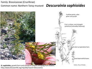 Family: Brassicaceae (Cruciferae)
Common name: Northern Tansy-mustard                           Descurainia sophioides

                                                                            4 yellow petals, calyx
                                                                            green and purple




                                                                          Fruit: a silique; very elongate-
                                                                          cylindrical (noticeably flattened)




                                                                                     Lvs & stem w/ glandular hairs




© Copyright Mel Harte 2010
                                                                                          basal bipinnatifid leaves


                                 © Copyright Mel Harte 2010
                                                                                         Hulten, Flora of Alaska
D. sophioides, growth form and immature siliques emerging from flowers.
http://www.discoverlife.org/mp/20q?search=Descurainia
 