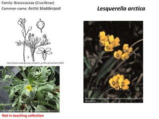 Family: Brassicaceae (Cruciferae)
Common name: Arctic bladderpod                                                    Lesquerella arctica




     http://plants.usda.gov/cgi_bin/plant_profile.cgi?symbol=LEAR2




                                                                     http://www.arctic.uoguelph.ca/cpl/sightssounds/Org_stills/of
                                                                     b6body.htm



http://www.uaf.edu/grnhouse/arcticplants/lesquerella.html

Not in teaching collection
 