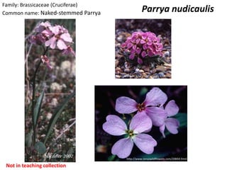Family: Brassicaceae (Cruciferae)
Common name: Naked-stemmed Parrya
                                                       Parrya nudicaulis




                                    http://www.kk.iij4u.or.jp/~shingo-t/plants/red.html




                                            http://www.renyswildflowers.com/20844.html

 Not in teaching collection
 