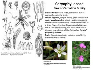 Caryophyllaceae
                                                                             Pink or Carnation Family
                                                            Growth form: Usually forbs, sometimes mat or
                                                            cushion forms in the Arctic.
                                                            Leaves: opposite, simple, entire, often narrow. Leaf
                                                            nodes usually swollen; stipules lacking or present.
                                                            Inflorescences: determinate, sometimes reduced to
                                                            a single flower, terminal. Flowers usually bisexual,
                                                            radial. True petals lacking, but outer whorl of 4-5
                                                            stamens very often petal-like, here called "petals”
                                                            frequently bilobed.
                                                            Fruit: Capsule, opening by valves or apical teeth,
                                                            but sometimes a utricle;




Mostly Silene virginica. Judd, W.S. et al. 1999. Plant
Systematics: A Phylogenetic Approach.



                                                         Cerastium sp.
                                                          http://www.botany.hawaii.edu/faculty/carr/c
                                                          aryophyll.htm
                                                                                                        Silene dioica.
                                                                                                        http://en.wikipedia.org/wiki/File:Red_ca
                                                                                                        mpion_close_700.jpg
 
