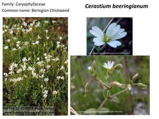 Family: Caryophyllaceae
                                             Cerastium beeringianum
Common name: Beringian Chickweed




                                                http://www.renyswildflowers.com/20866.html




                                   http://www.clunet.edu/cr/foot/common/fhl-367.htm
 
