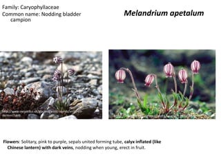 Family: Caryophyllaceae
Common name: Nodding bladder                                      Melandrium apetalum
   campion




http://www.swisseduc.ch/glaciers/arctic-islands/arctic-09-
de.html?id=9                                                 http://nature.ca/aaflora/data/www/casiur.htm




Flowers: Solitary, pink to purple, sepals united forming tube, calyx inflated (like
  Chinese lantern) with dark veins, nodding when young, erect in fruit.
 