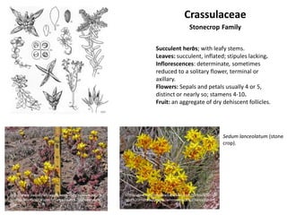 Crassulaceae
                                                                                        Stonecrop Family

                                                                     Succulent herbs; with leafy stems.
                                                                     Leaves: succulent, inflated; stipules lacking.
                                                                     Inflorescences: determinate, sometimes
                                                                     reduced to a solitary flower, terminal or
                                                                     axillary.
                                                                     Flowers: Sepals and petals usually 4 or 5,
                                                                     distinct or nearly so; stamens 4-10.
                                                                     Fruit: an aggregate of dry dehiscent follicles.




                                                                                                          Sedum lanceolatum (stone
                                                                                                          crop).




http://www.swcoloradowildflowers.com/Yellow%20Enla   http://www.swcoloradowildflowers.com/Yellow%20Enla
rged%20Photo%20Pages/amerosedum%20lanceolatum.       rged%20Photo%20Pages/amerosedum%20lanceolatum.
htm                                                  htm
 