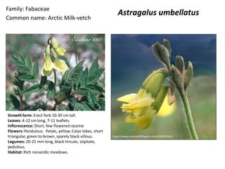 Family: Fabaceae
                                                            Astragalus umbellatus
Common name: Arctic Milk-vetch




Growth form: Erect forb 10-30 cm tall.
Leaves: 4-12 cm long, 7-11 leaflets.
Inflorescence: Short, few-flowered raceme
Flowers: Pendulous. Petals, yellow. Calyx lobes, short
triangular, green to brown, sparely black villous.       http://www.renyswildflowers.com/20820.html
Legumes: 20-25 mm long, black hirsute, stipitate,
pedulous.
Habitat: Rich nonacidic meadows.
 