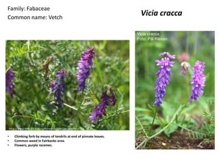 Family: Fabaceae
Common name: Vetch
                                                                       Vicia cracca




    http://www.mtq.gouv.qc.ca/fr/reseau/gestion_eco/fleur.asp

•       Climbing forb by means of tendrils at end of pinnate leaves.
•       Common weed in Fairbanks area.
•       Flowers, purple racemes.
 