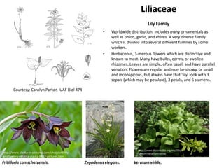 Liliaceae
                                                                                       Lily Family
                                                             •   Worldwide distribution. Includes many ornamentals as
                                                                 well as onion, garlic, and chives. A very diverse family
                                                                 which is divided into several different families by some
                                                                 workers.
                                                             •   Herbaceous, 3-merous flowers which are distinctive and
                                                                 known to most. Many have bulbs, corms, or swollen
                                                                 rhizomes. Leaves are simple, often basel, and have parallel
                                                                 venation. Flowers are regular and may be showy, or small
                                                                 and inconspicous, but always have that 'lily' look with 3
                                                                 sepals (which may be petaloid), 3 petals, and 6 stamens.

       Courtesy: Carolyn Parker, UAF Biol 474




                                                                                http://www.discoverlife.org/mp/20q?
http://www.alaska-in-pictures.com/chocolate-lily-                               search=Veratrum+viride
wildflowers-eklutna-alaska-8867-pictures.htm
Fritillaria camschatcensis.                         Zygadenus elegans.       Veratum viride.
 