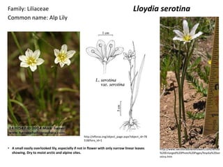 Family: Liliaceae                                                                       Lloydia serotina
Common name: Alp Lily




                                                   http://efloras.org/object_page.aspx?object_id=78
                                                   51&flora_id=1

• A small easily overlooked lily, especially if not in flower with only narrow linear leaves          http://www.swcoloradowildflowers.com/White
  showing. Dry to moist arctic and alpine sites.                                                      %20Enlarged%20Photo%20Pages/lloydia%20ser
                                                                                                      otina.htm
 