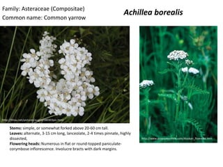 Family: Asteraceae (Compositae)
                                                                      Achillea borealis
Common name: Common yarrow




http://littau.net/pictures/aug03/080303pic.html

     Stems: simple, or somewhat forked above 20-60 cm tall.
     Leaves: alternate, 3-15 cm long, lanceolate, 2-4 times pinnate, highly
     dissected,                                                               http://www.essencesonline.com/Alaskan_flowerkit.htm
     Flowering heads: Numerous in flat or round-topped paniculate-
     corymbose inflorescence. Involucre bracts with dark margins.
 